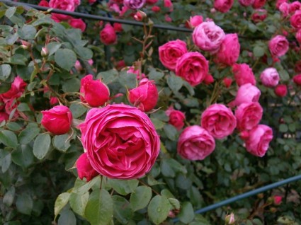 tăng thu nhỏ Hoa hồng màu hồng hoa