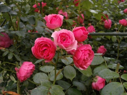 微型玫瑰玫瑰粉紅色的花