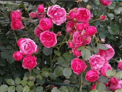 Róża miniaturowe róże różowy kwiat
