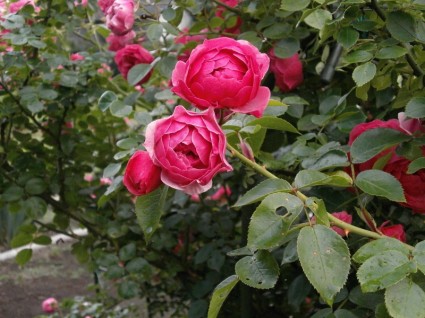 Rosa Miniatur-Rosen rosa Blume