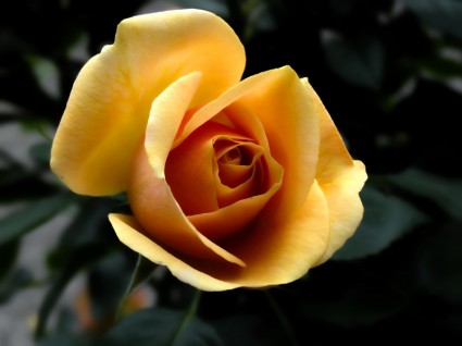 Róża kwiaty pomarańczy