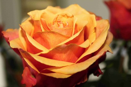 rosa rose arancioni