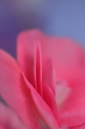 kelopak mawar merah muda
