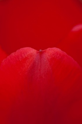 Rosenblüte rot