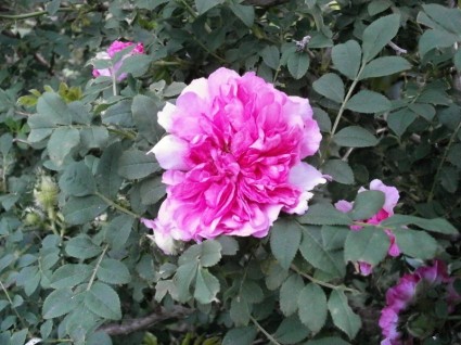 Rose różowy