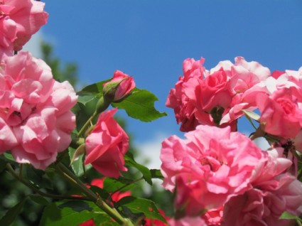 Rose rosa Blume