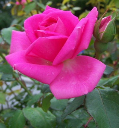 玫瑰粉紅色的花