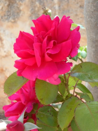 flor rosa rosa