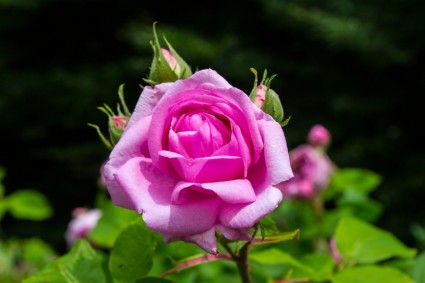 bunga mawar merah muda