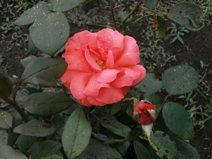 สีชมพูกุหลาบดอกไม้หลังฝน