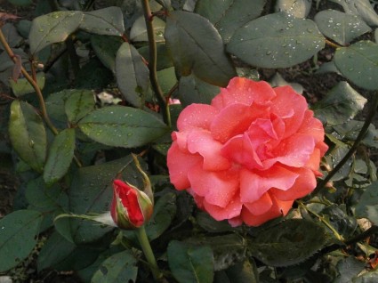 mawar merah muda bunga setelah hujan
