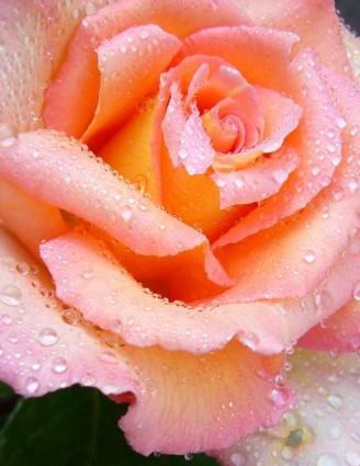 Розы розовые макрос