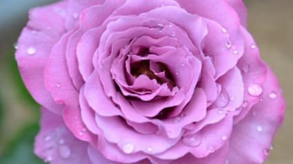 漂亮的玫瑰粉红色