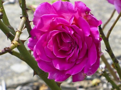 Hoa hồng màu hồng gai