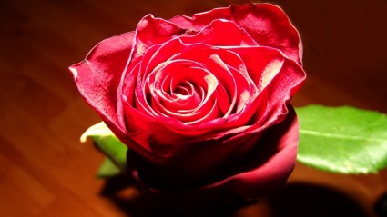 Роза красная красота