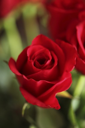 Красный цветок розы