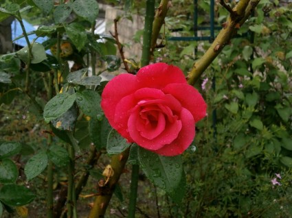 Rosa flores rojas después de la lluvia