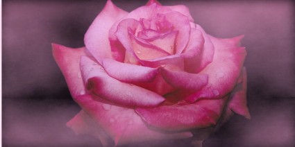 Цветок розы розовые