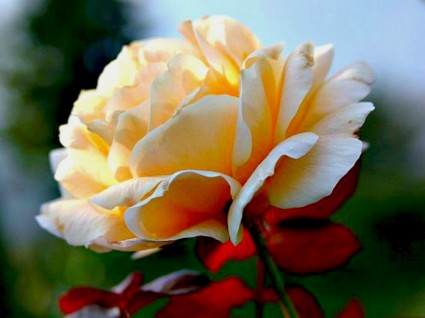 fleur rose rosaceae