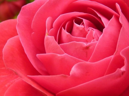 floraison rose fleur rose