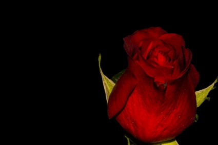bunga mawar mawar mekar