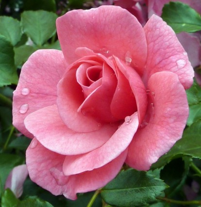 Róża róża kwitnie natura