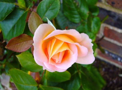 fleur de bouton de rose rose