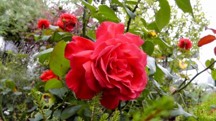 bunga-bunga mawar mawar