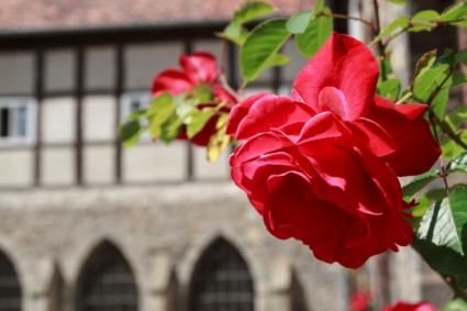 fleurs rose mur
