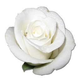 rose blanc