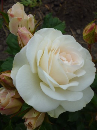 nature blanc rose