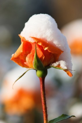rose avec de la neige