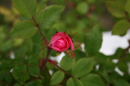 玫瑰花蕾