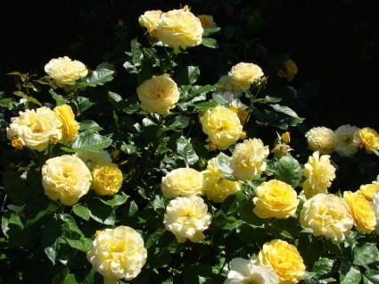 Roses Roses