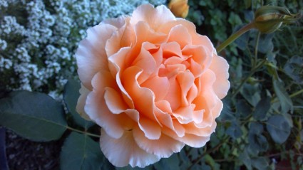 Rosen Blumen Koralle Rosa