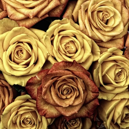 الحب زهرة الورود