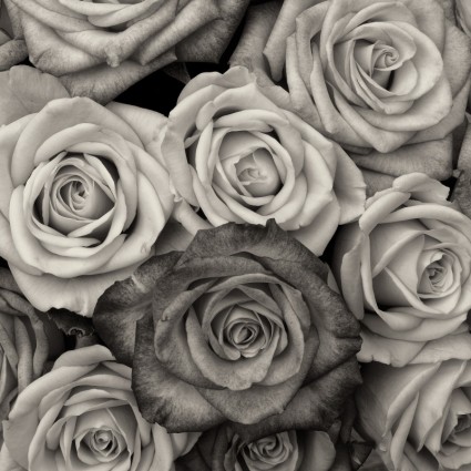 玫瑰開花的愛