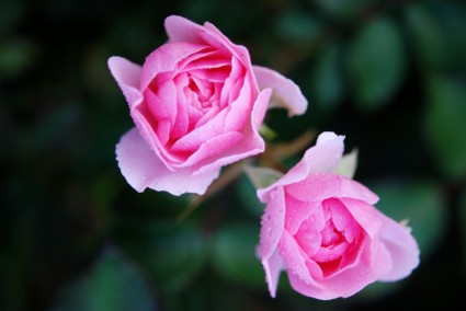 roses fleurs natur