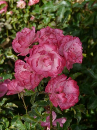 fleurs roses