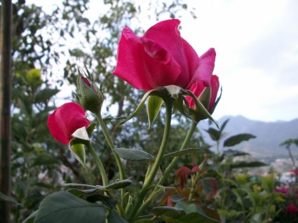Rose in fiore