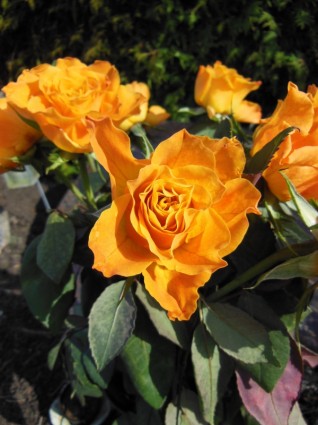 bouquet de roses roses oranges