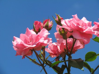 الورود الوردي زهرة