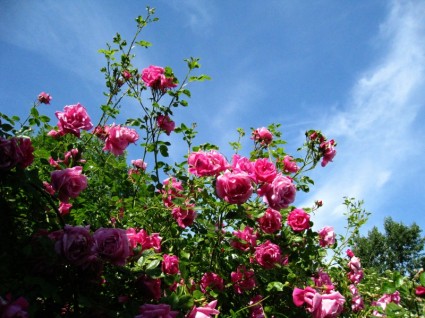 ピンクのバラの空