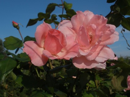 fleurs de roses rose