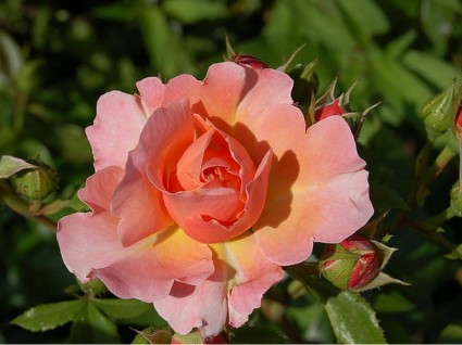 Hoa hồng gai gai