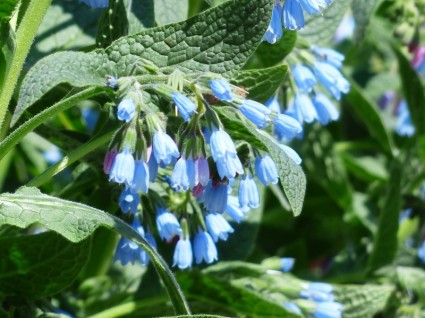 azul flor de confrei áspero