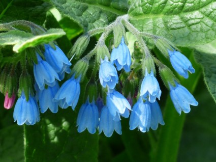 blu fiore consolida ruvida