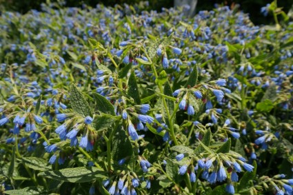 flor azul de consuelda áspera