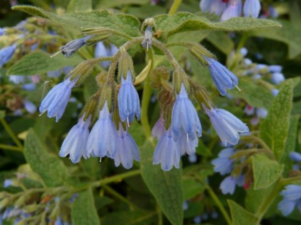 flor azul de consuelda áspera