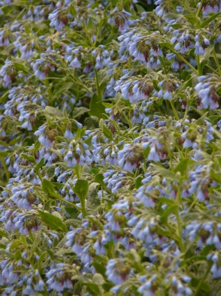грубый Окопник цветок синий